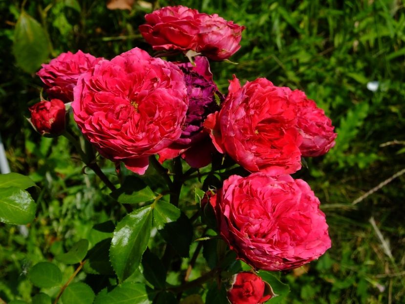 Red Leonardo da Vinci - 2017_08_August