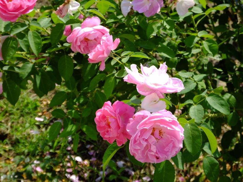 Mary Rose 1 - 2017_08_August