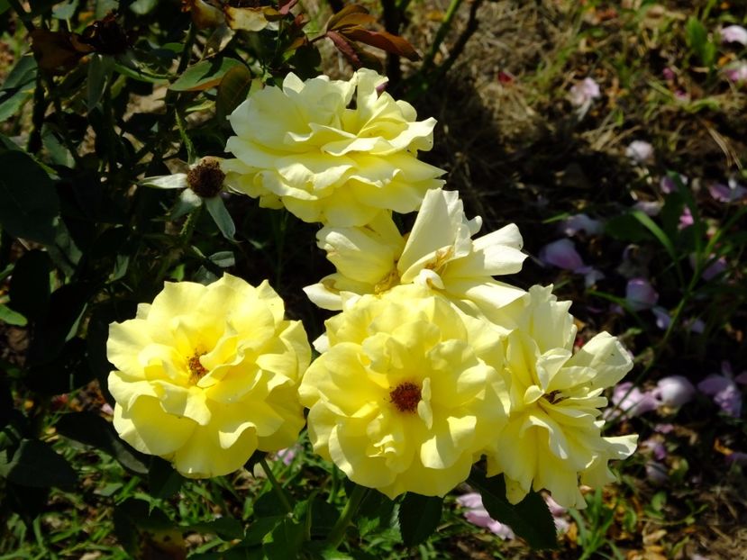 Friesia - 2017_08_August