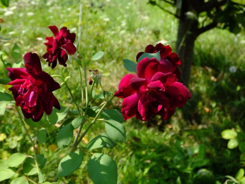 Louise XIV - 2017_08_August