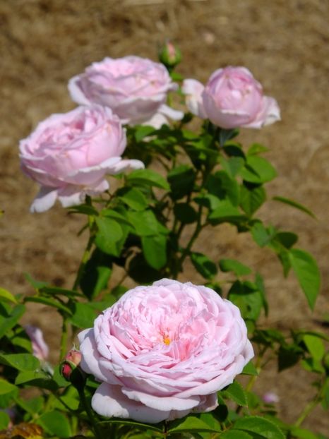 Spirit of Freedom - 2017_08_August