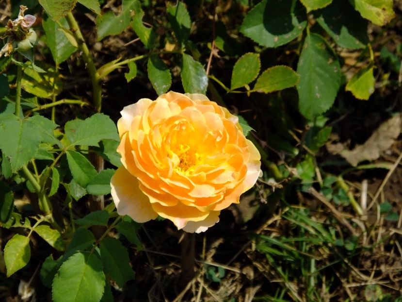 Molineaux - 2017_08_August