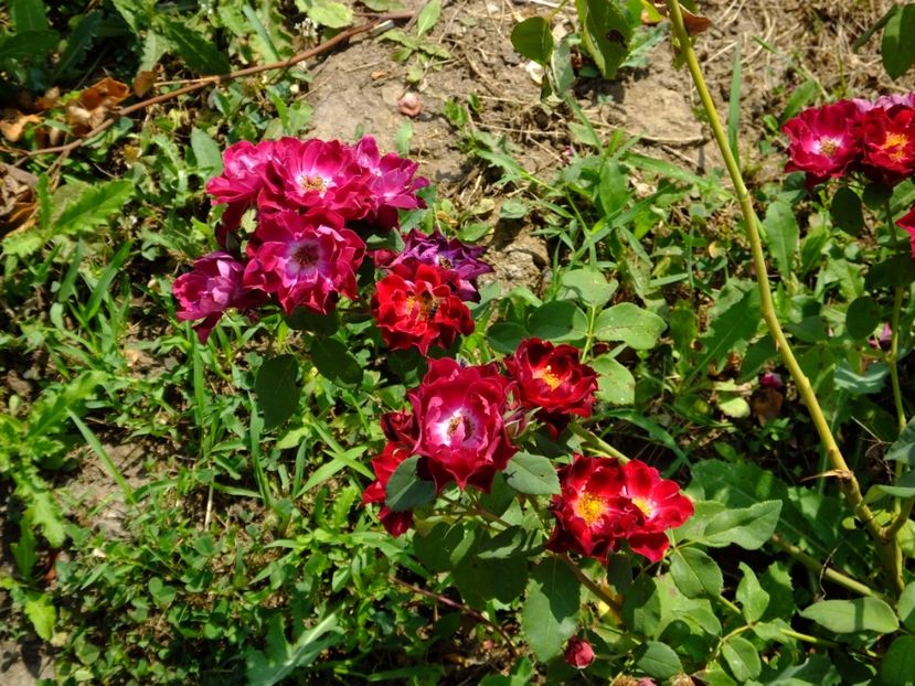 Cardinal Hume - 2017_08_August