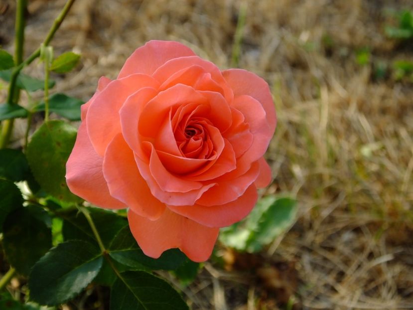 Kimono - 2017_08_August