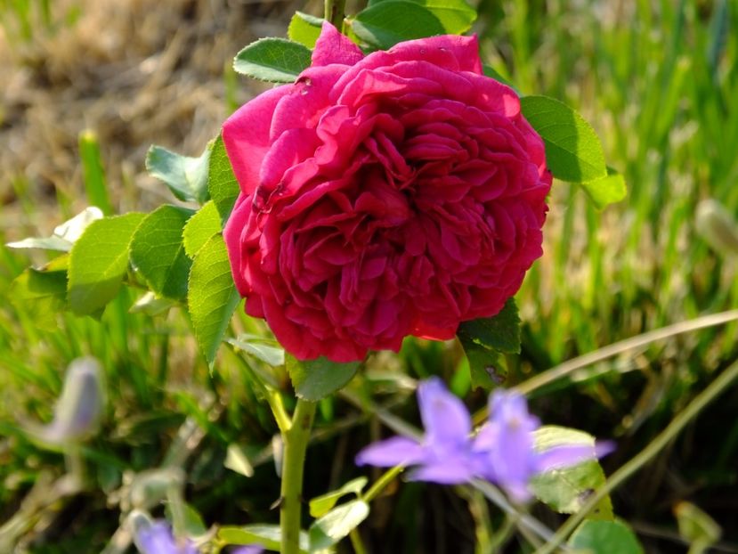 WS 2000 - 2017_08_August