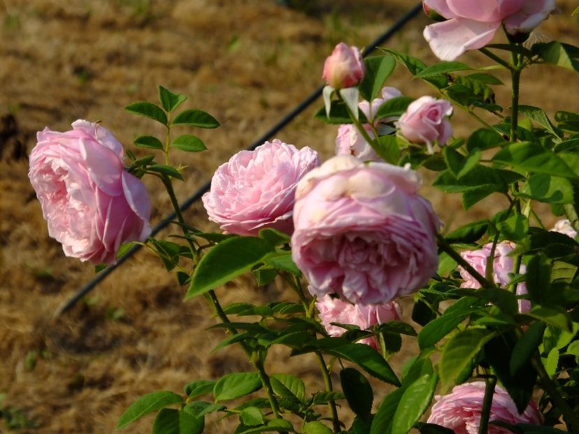 Spirit of Freedom - 2017_08_August