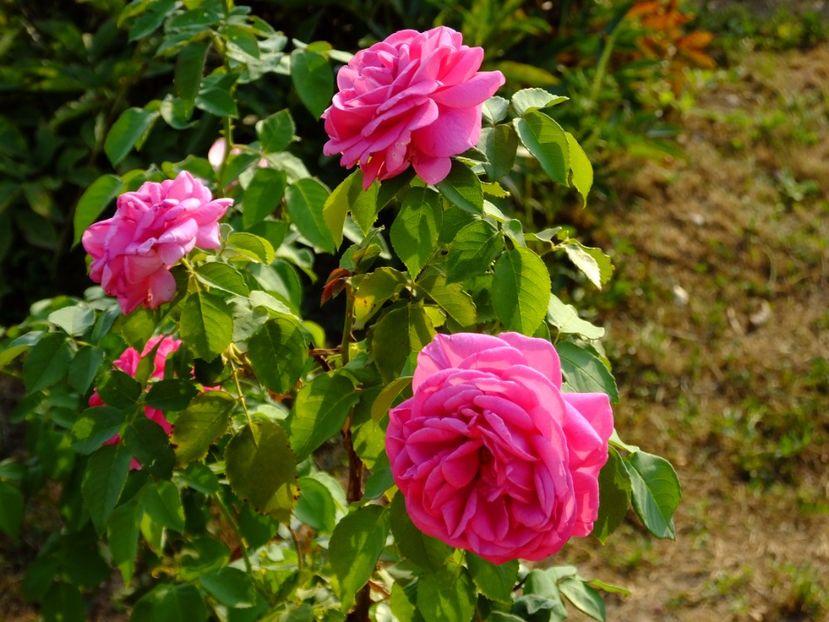 Mme Isaac Pereire - 2017_08_August