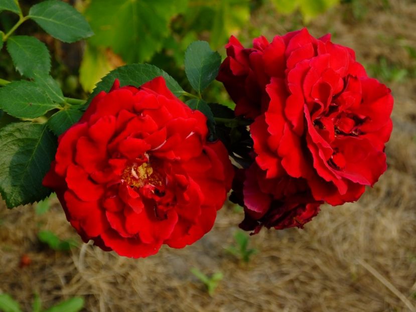 Simpathie - 2017_08_August