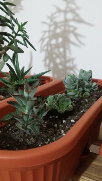  - plantutele mele