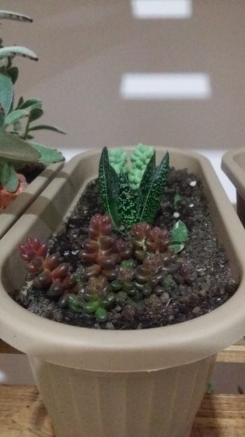  - plantutele mele