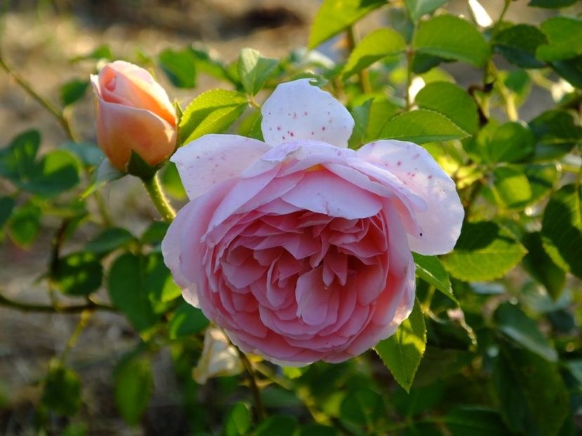 Abraham Darby 2 - 2017_08_August