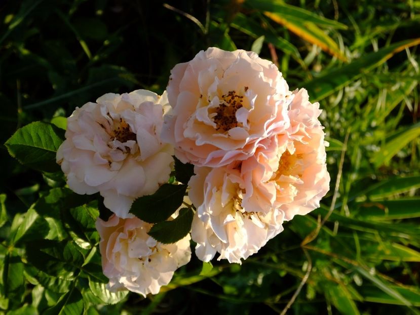 Twiggy Rose - 2017_08_August