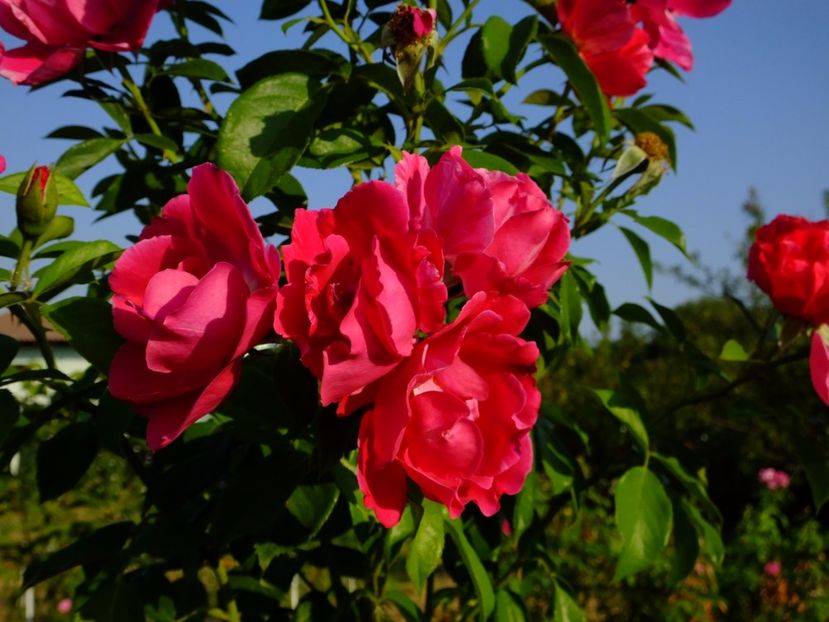 Guy Savoy - 2017_08_August