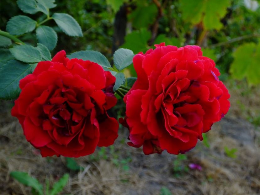 Simpathie - 2017_08_August