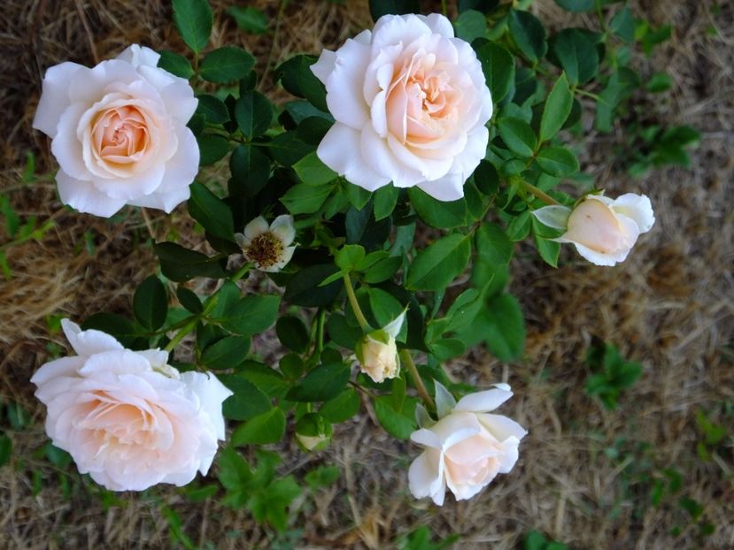 Penny Lane - 2017_08_August