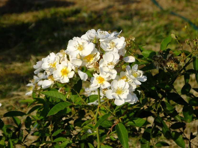 Darlow's Enigma - 2017_08_August