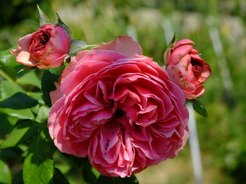 Leonardo da Vinci - 2017_08_August