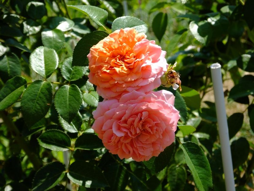 Chippendale - 2017_08_August