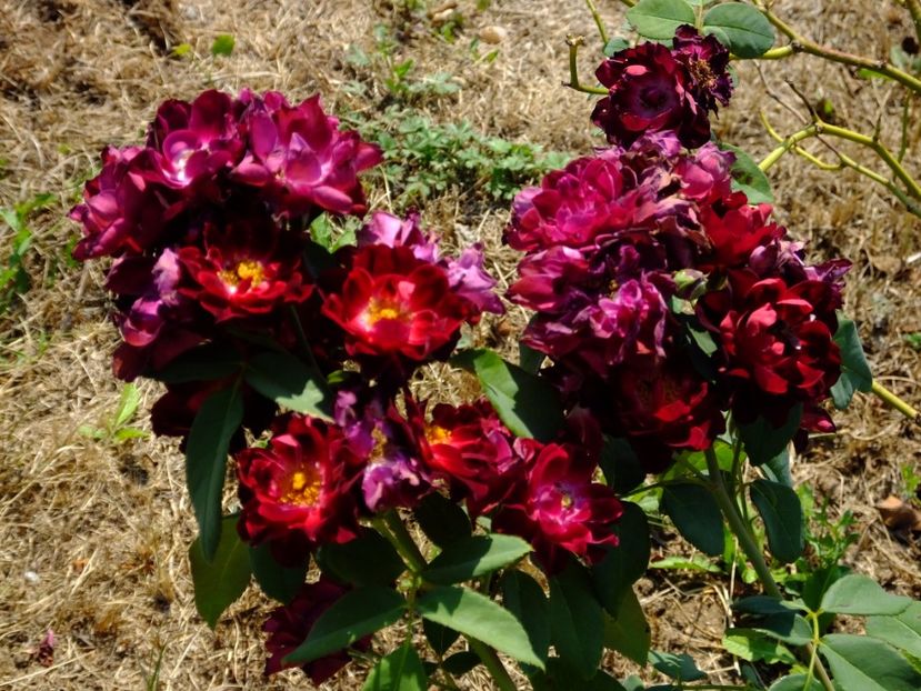 Cardinal Hume - 2017_08_August