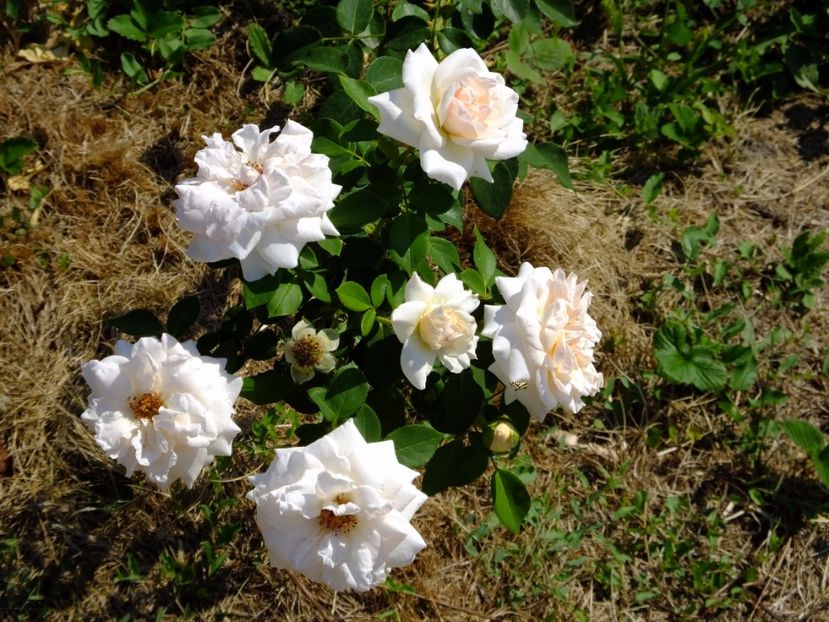 Penny Lane - 2017_08_August