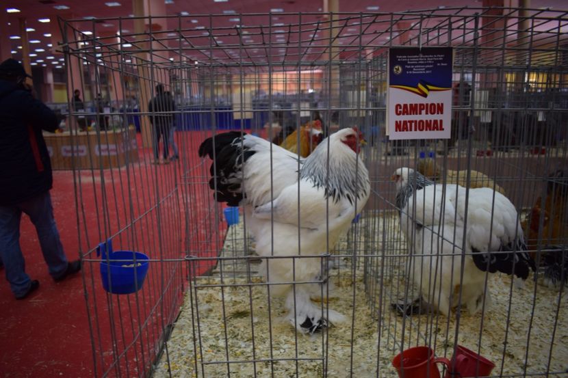  - Expoziția Națională București 2017