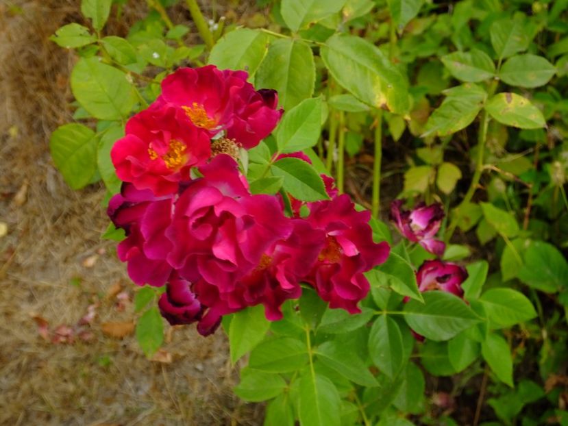 Night Owl - 2017_08_August