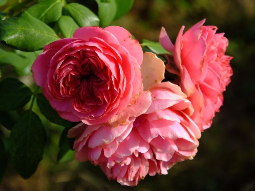 Leonardo da Vinci - 2017_08_August