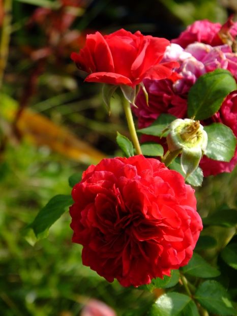 Red Leonardo da Vinci - 2017_08_August