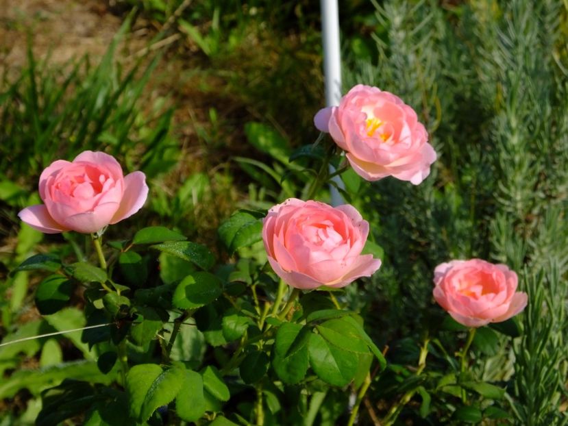 Scepter d'Isle - 2017_08_August