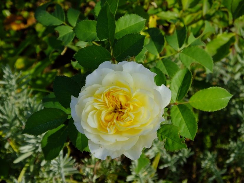 Pilgrim - 2017_08_August