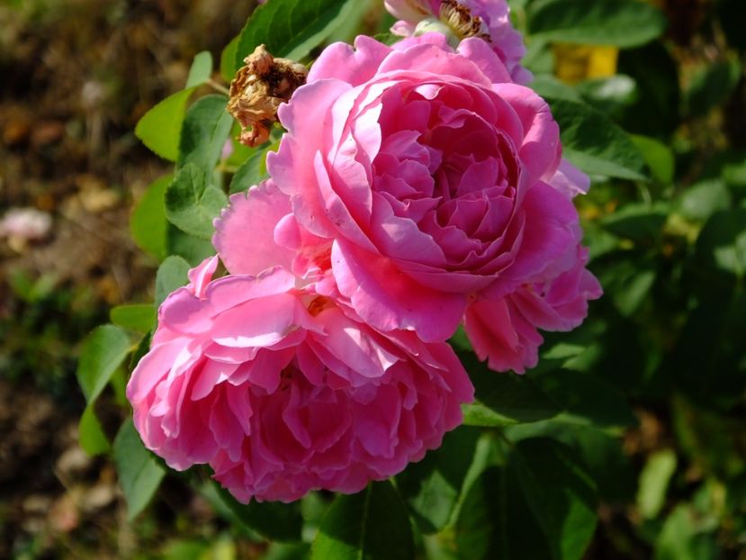 Mary Rose 2 - 2017_08_August