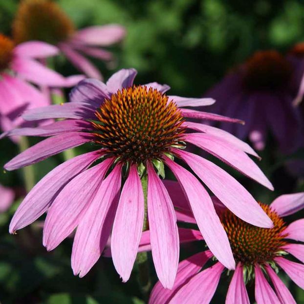 Seminte de Echinacea - 100 seminte - 9,6 lei - Cadoul Mosului seminte flori - 8-15 decembrie