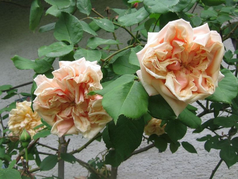 hmf - Gloire de Dijon