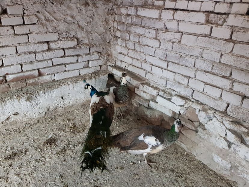 - matca pauni arlechini 2018