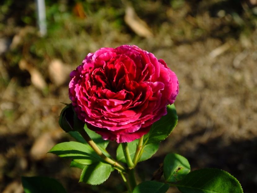 Falstaff - 2017_08_August