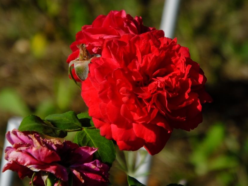 Red Leonardo da Vinci - 2017_08_August