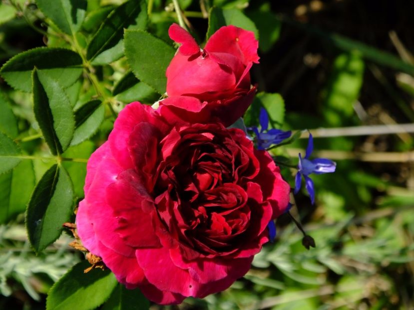 WS 2000 - 2017_08_August