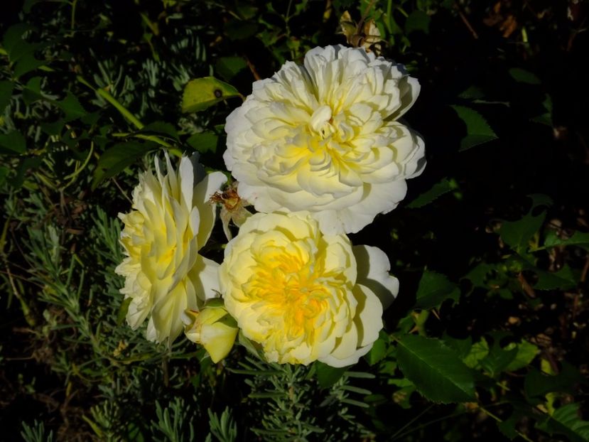 Pilgrim - 2017_08_August