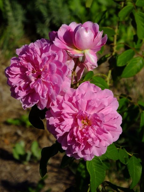 Harlow Carr - 2017_08_August