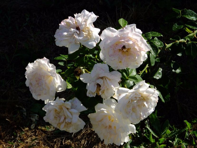 Penny Lane - 2017_08_August