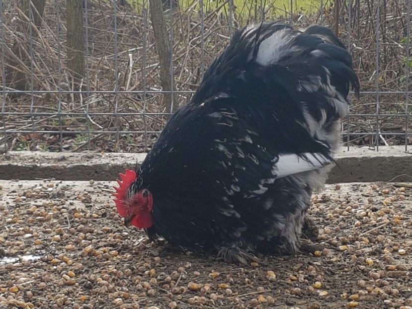 Cocos1 - DE VANZARE COCOSI COCHINCHINA PITIC