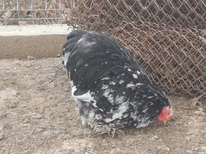 Cocos4 - DE VANZARE COCOSI COCHINCHINA PITIC