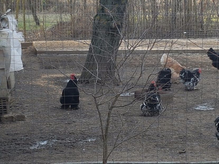  - DE VANZARE COCOSI COCHINCHINA PITIC