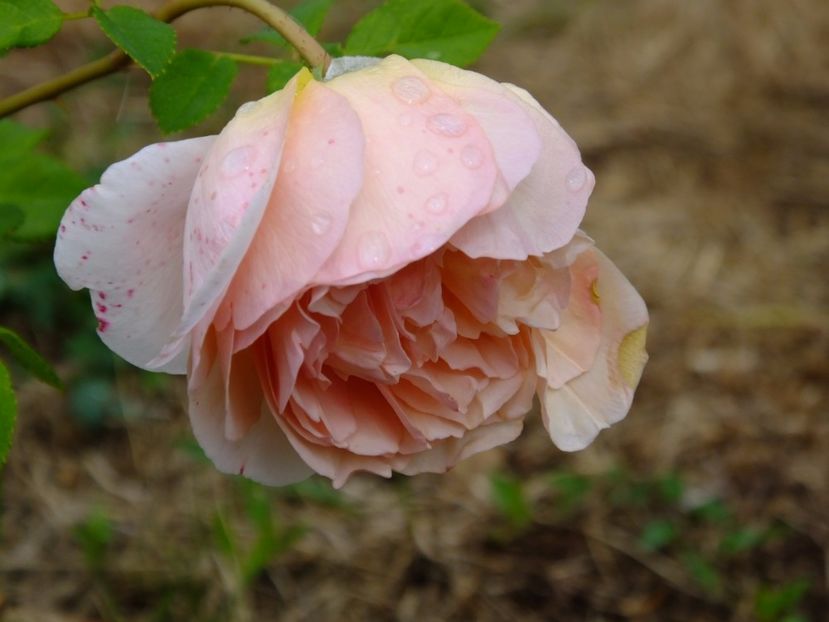 Abraham Darby 2 - 2017_08_August