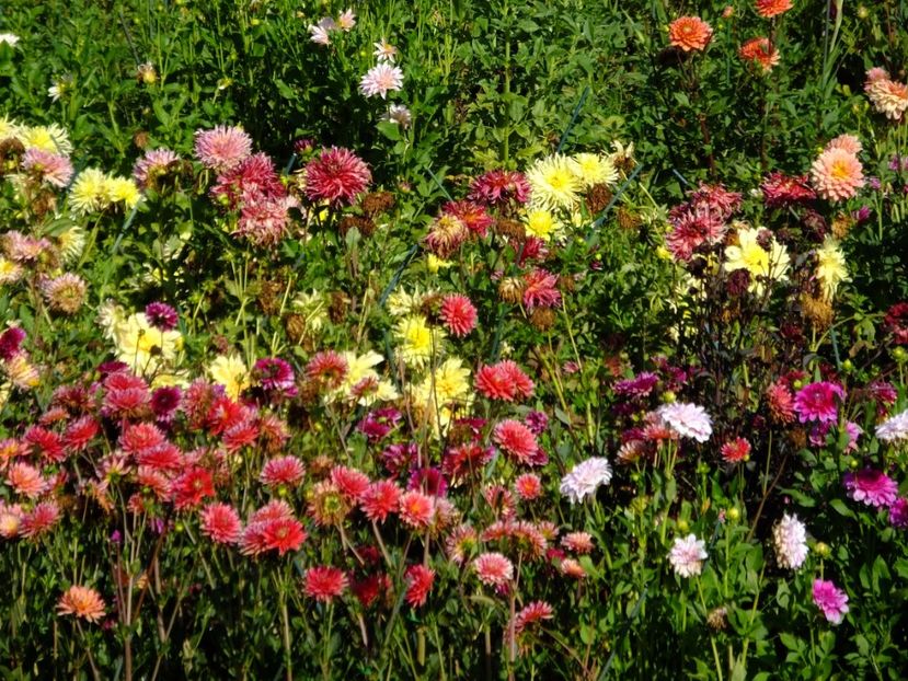  - 2017_09_Septembrie