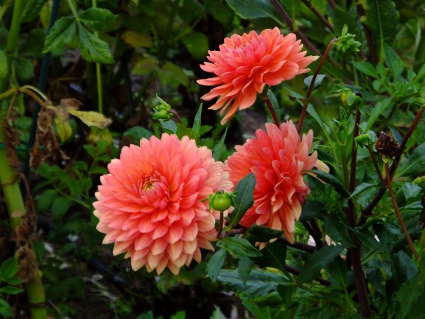  - 2017_09_Septembrie