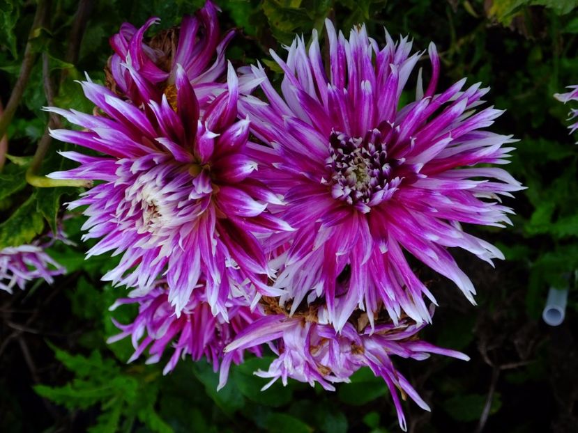  - 2017_09_Septembrie