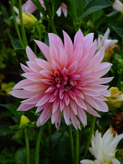  - 2017_09_Septembrie