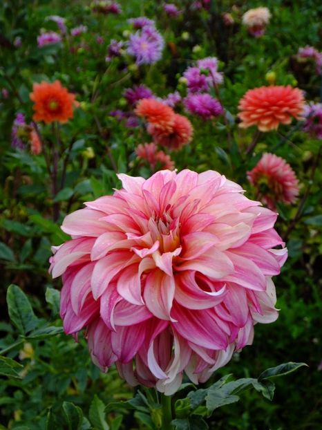  - 2017_09_Septembrie