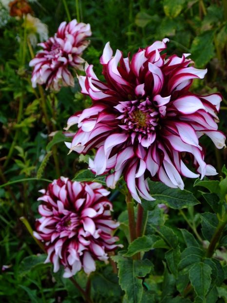  - 2017_09_Septembrie